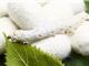 Tiềm năng phát triển vật liệu mang thuốc từ chiết xuất kén tằm 